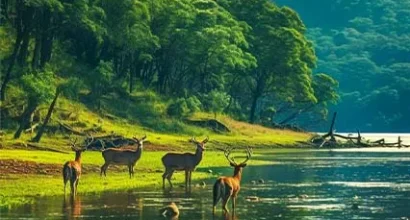 Thekkady_TRIP