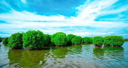 backwater2_(1)_(1)